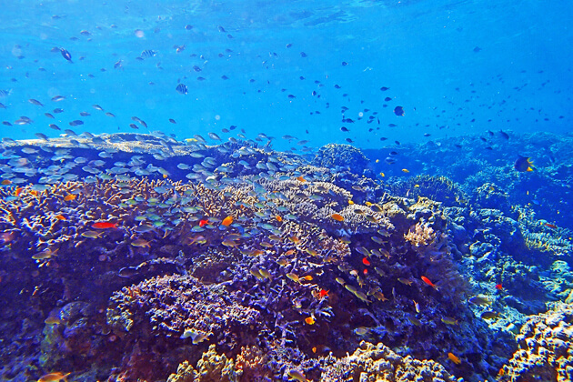 ハードコーラルのサンゴ礁とそこに群れるデバスズメダイなどのお魚達