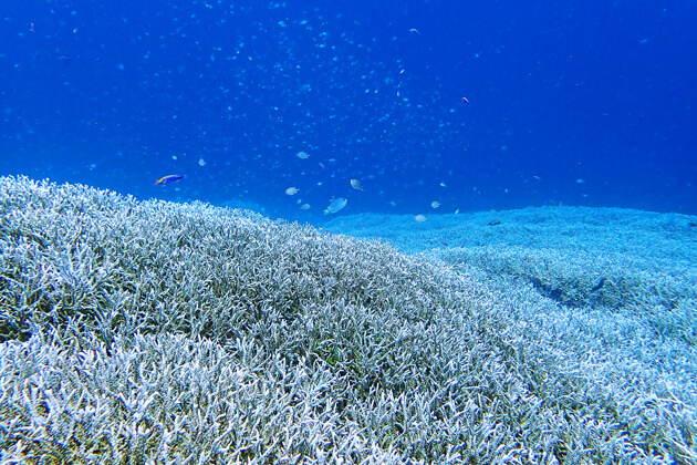 大きく広がるサンゴ礁