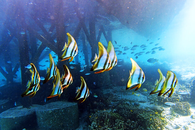 桟橋の下のツバメウオの幼魚と若魚の群れ