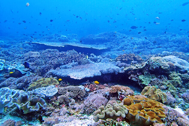 ソフトコーラルやテーブルサンゴなどのとても綺麗なサンゴ礁